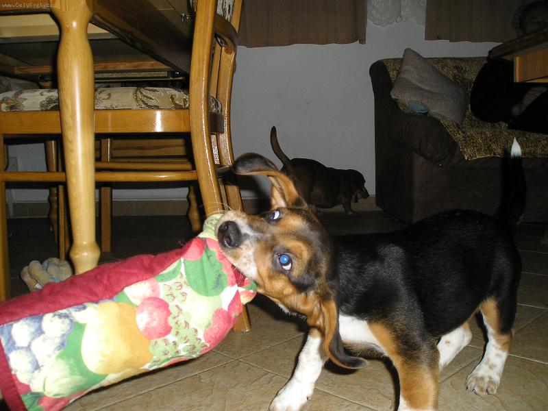 Foto: Ron�k-Rukavice nejen na va�en�.... :)