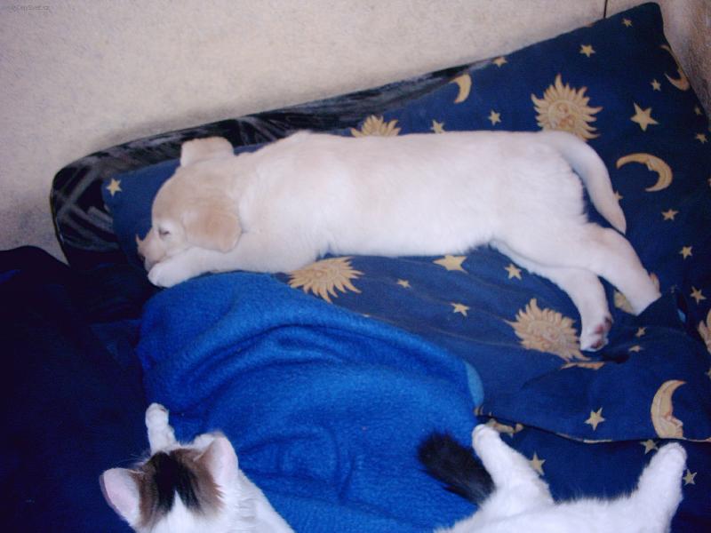 Foto: zas m� jde otravovat Macek