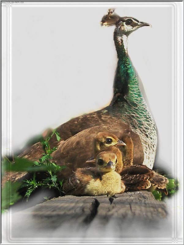 Foto: Pav�  miminka s m�mou ...-takov� norm�ln� rodinka...