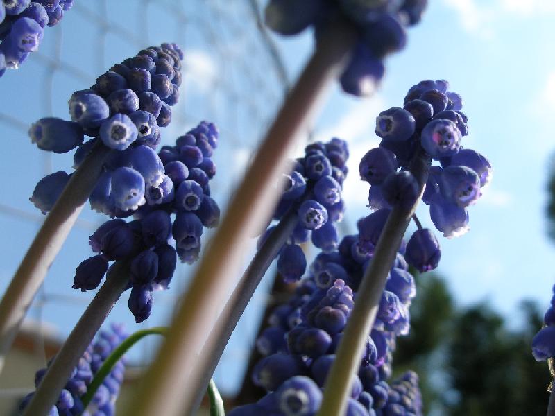 Foto: kv�tinka-modr� kv�tinka