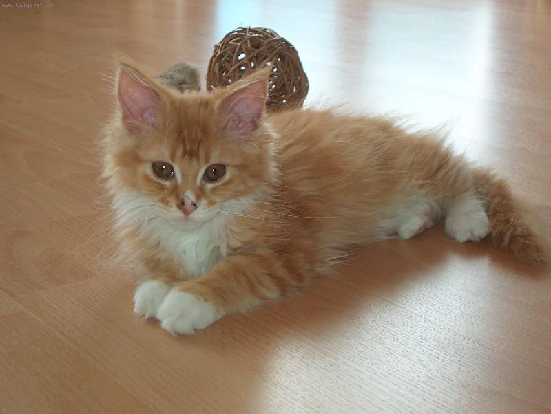 Foto: N�kde jsem si umazal nos-Kocourek Fanda