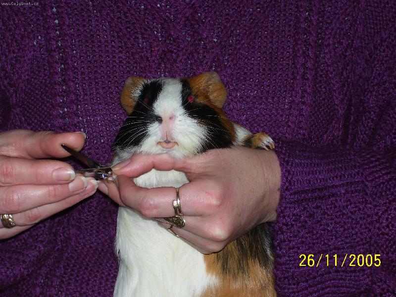 Foto: Miki-jsem mal� t��barevn� v�le�ek