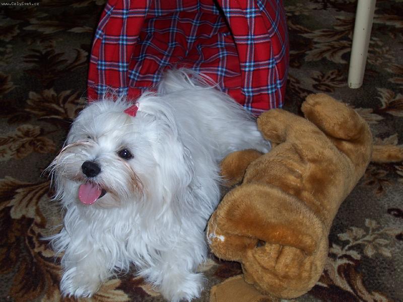 Foto: Vilda-malt�z��ek Vil�k si hl�d� svoji nev�stu.