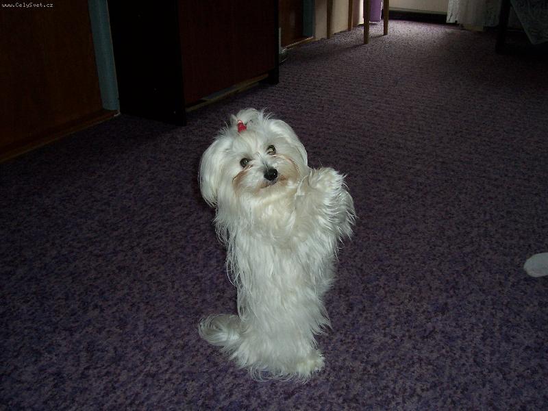 Foto: Vil�k-sed�c� Vilda