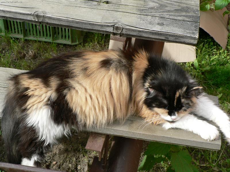 Foto: Lenoch-Pche, makat m� nikdo nedonut�!!!