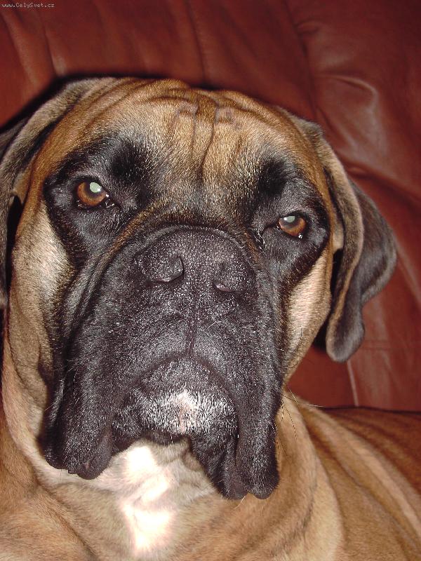 Foto: Na�e milovan� Zlat��ko