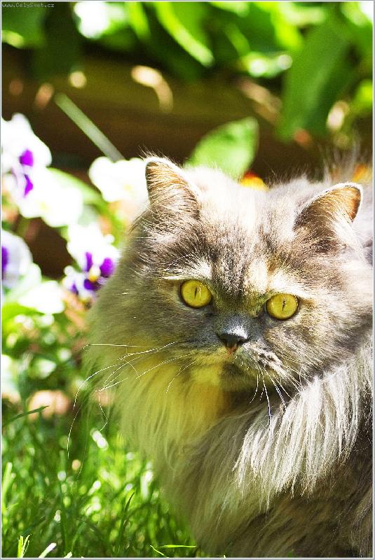 Foto: Nevinn�  kuku� ...-Daisy May na proch�zce ...