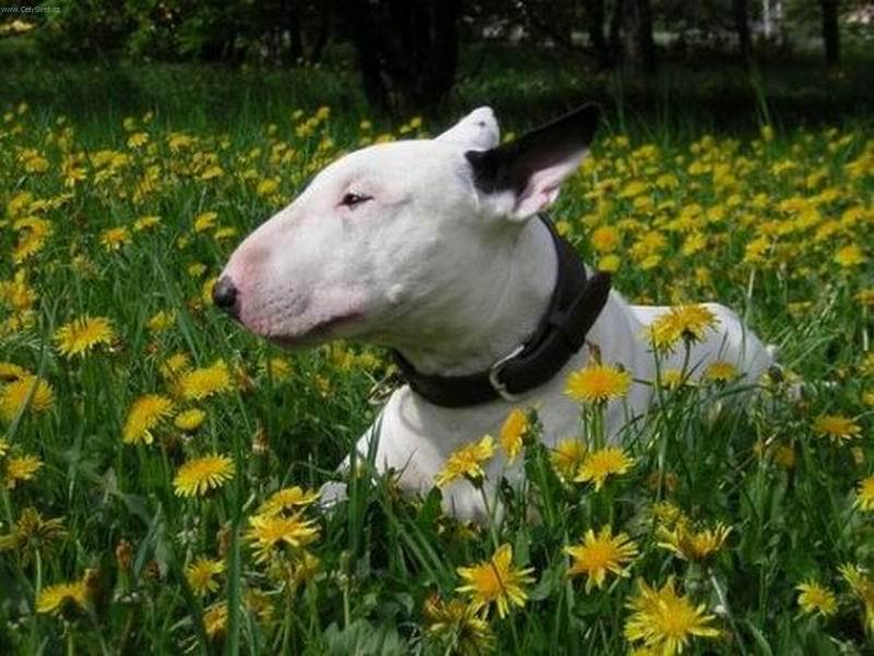 Foto: pampeli�kov� kr�l-Kv�do mezi pampeli�kama...