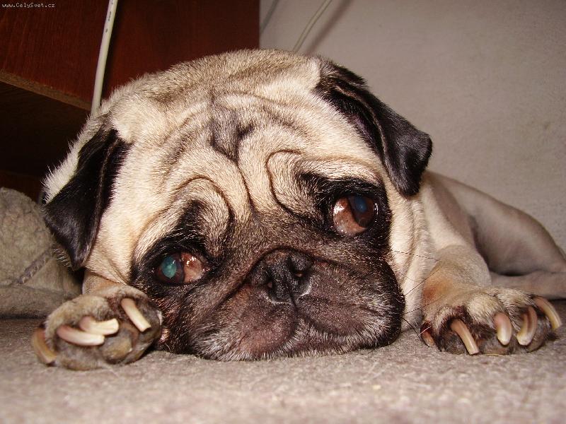 Foto: Leni�ka jde na KUT� :-))-Ospal� Lentilka  :)))