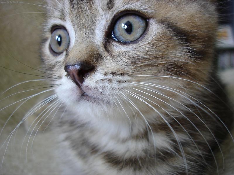 Foto: Pumel�nek-mimi