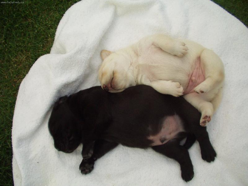 Foto: zlat��ka-zachycen� odpoledn� siesty dvou br�k�..