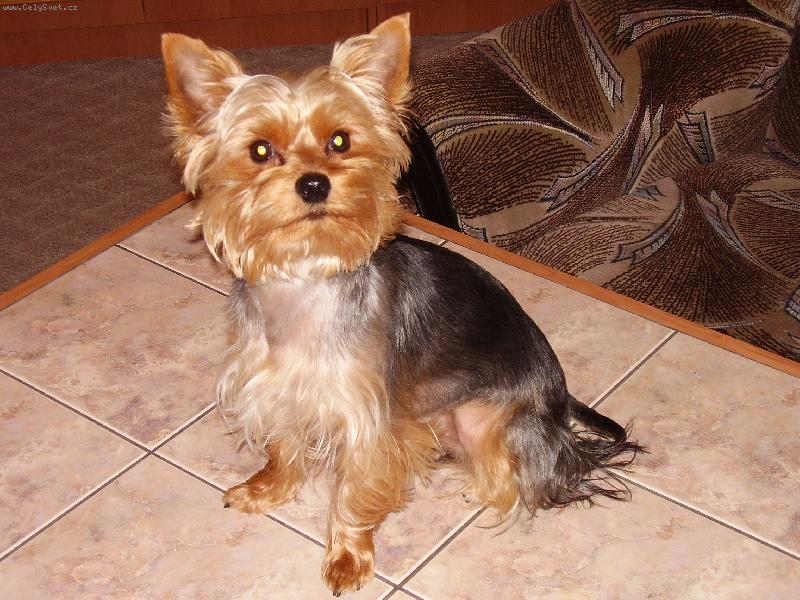 Foto: Charli�ek na stole-N� pejsek po ost��h�n�