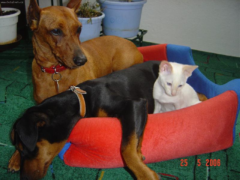 Foto: Na�i mazl��ci- "Jako pes a ko�ka...."-Te� je n�m ale v�em tepl��ko!