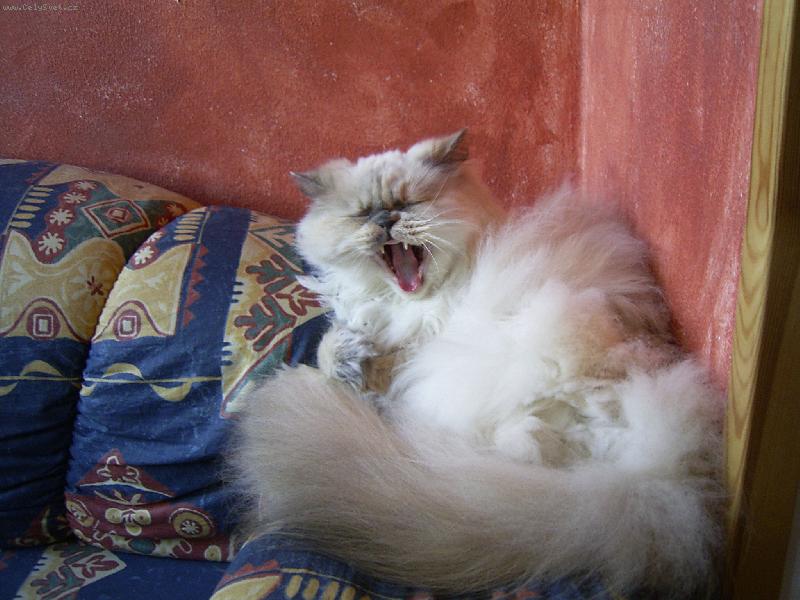 Foto: Beru�ka-wow to jsou ale zubyska co??