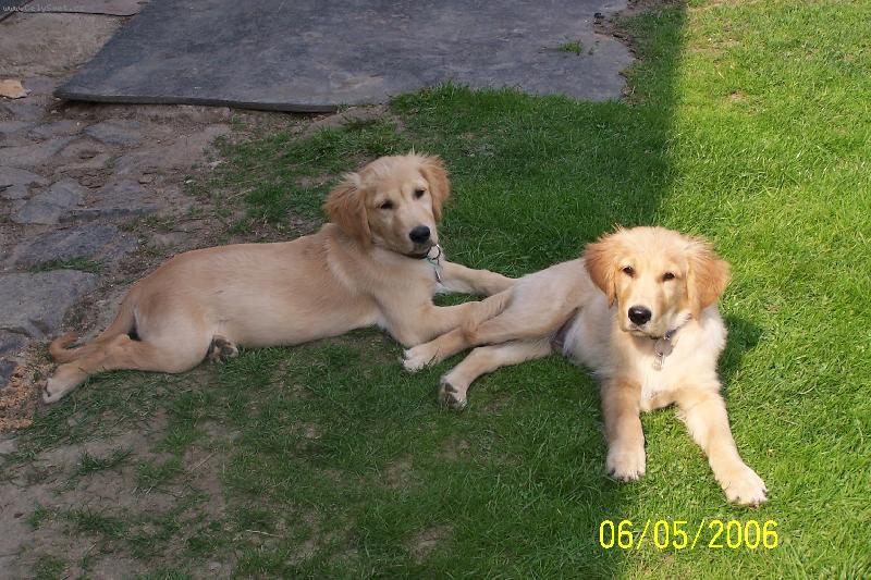 Foto: Falco a Ben-Odpoledn� siesta