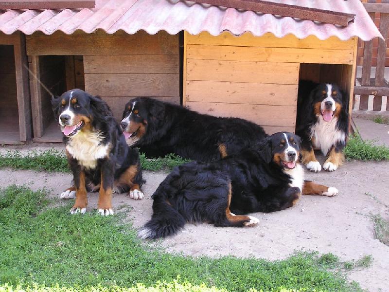 Foto: Na�i pejsci-Odpo�inek p�ed boudami