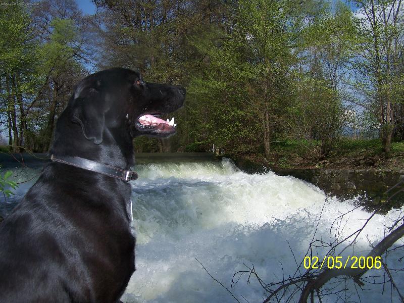 Foto: fido-pan pes a reka