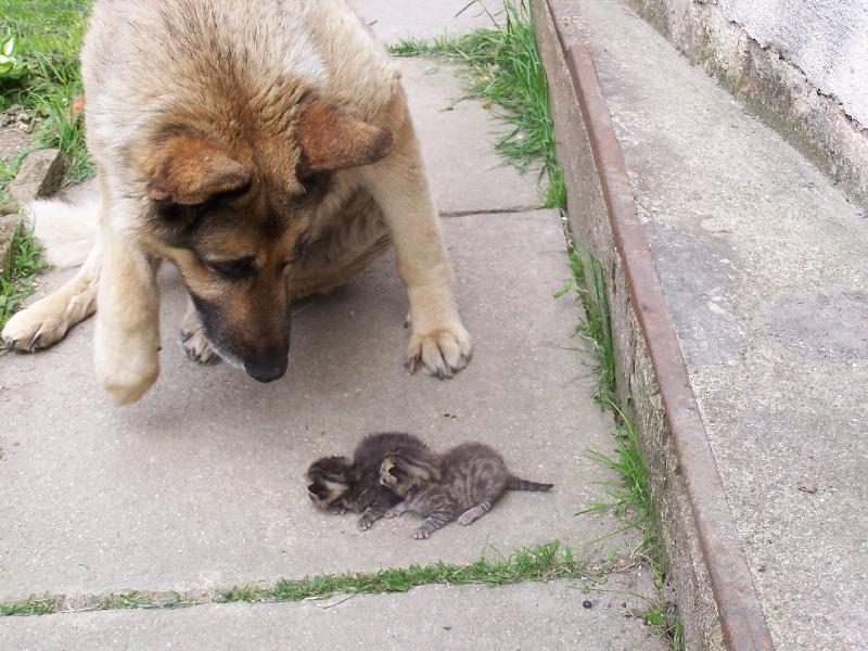 Foto: co m� to d�l�te!?-pes s ko�aty