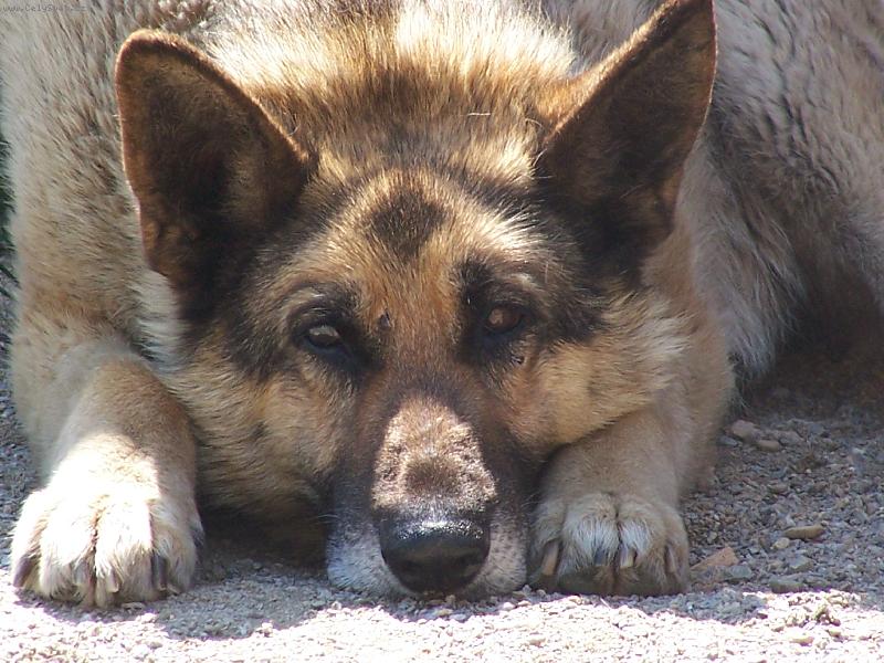 Foto: tady hl�d�m j���-hl�dac� pes