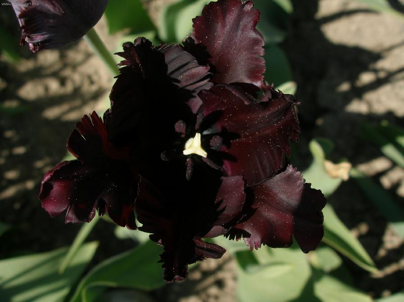 Foto: Tulip�n noci-Tulip�n noci