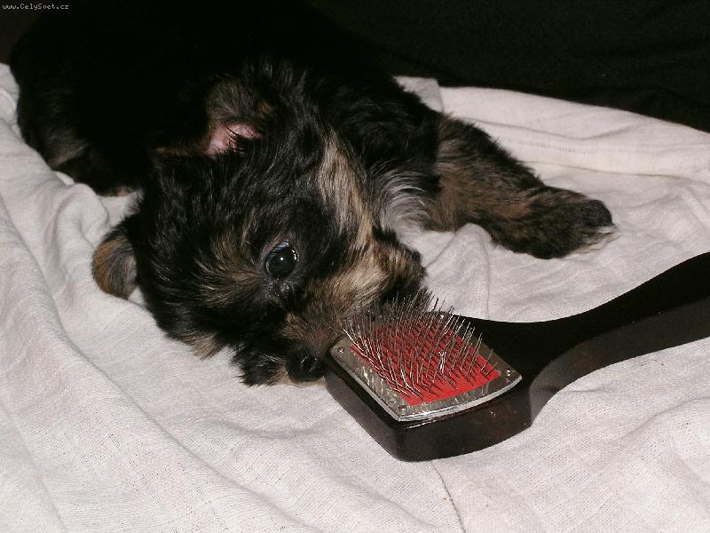 Foto: Na�e �t���tko-Tak to je n�e �t���tko, kter� si r�do hraje s h�ebenem