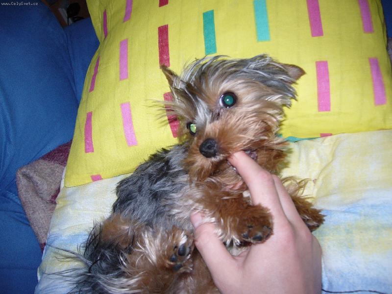 Foto: MIA z D���na-��bl�k