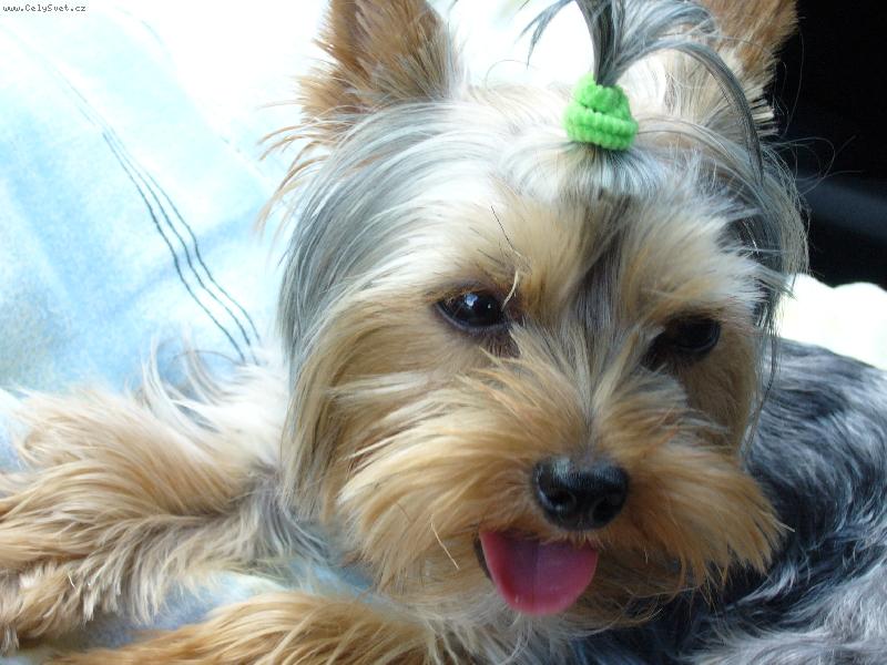 Foto: MIA z D���na-zapn�te mi pros�m klimu