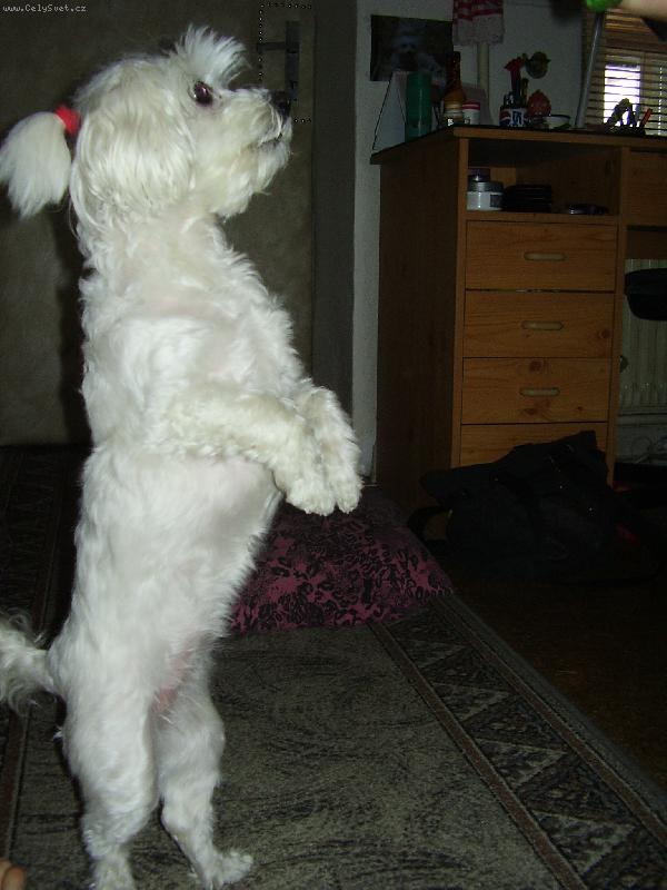 Foto: N�� MAL� POMOCN�K-Jdu va�it kaf�, nechcete n�kdo? :-)