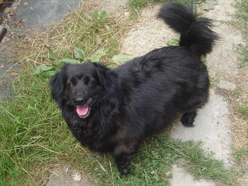 Foto: chlupat� kuli�ka Betynka-U� mi ho� ten m��ek!!!