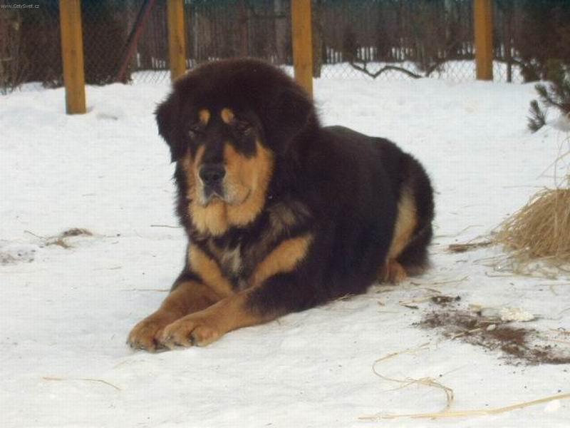 Foto: Brooke na sn�hu-Moje tibe�anka