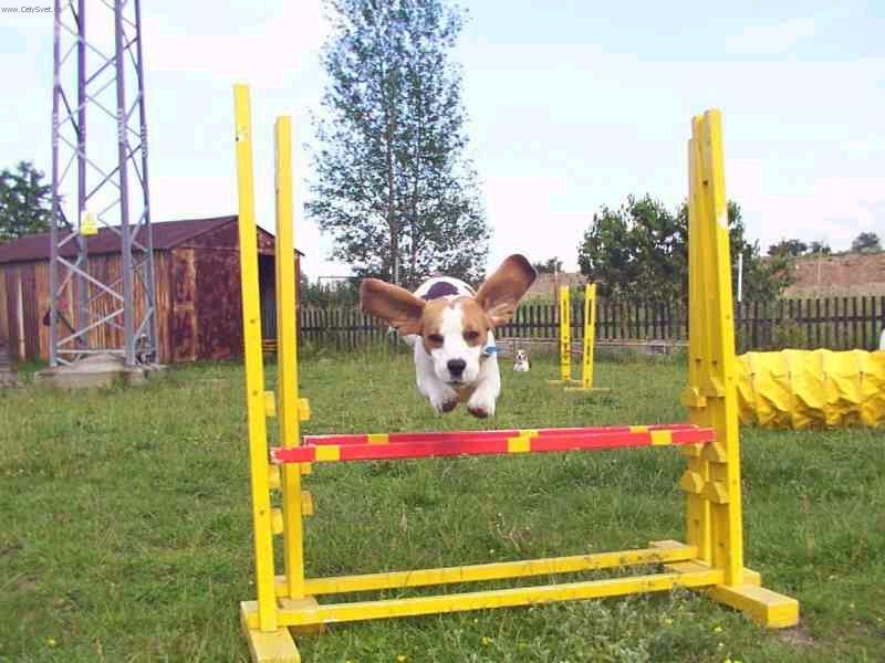 Foto: Beagle Buddy-B��a hops� p�es p�ek��ku