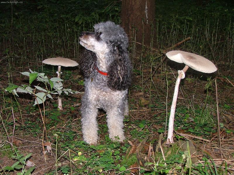 Foto: Kde to jsem?-bedly a Barunka,foceno v ji�n�ch �ech�ch