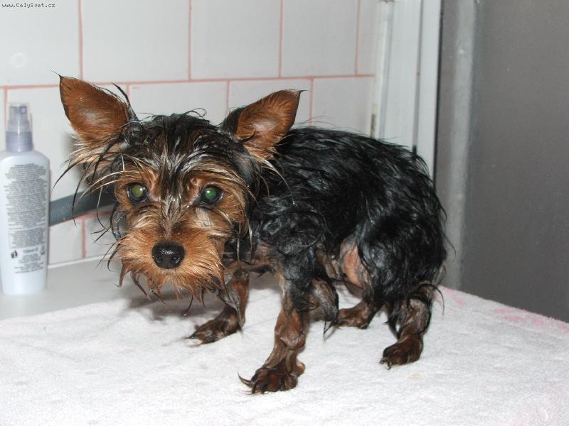 Foto: po koup�n�