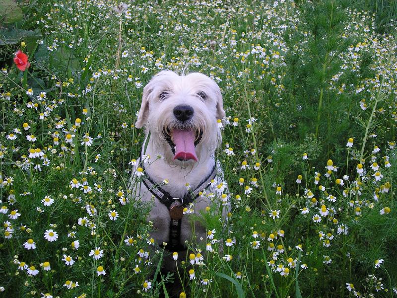 Foto: He�m�nkov� idyla-n� mal� kn�ra� v he�m�nku