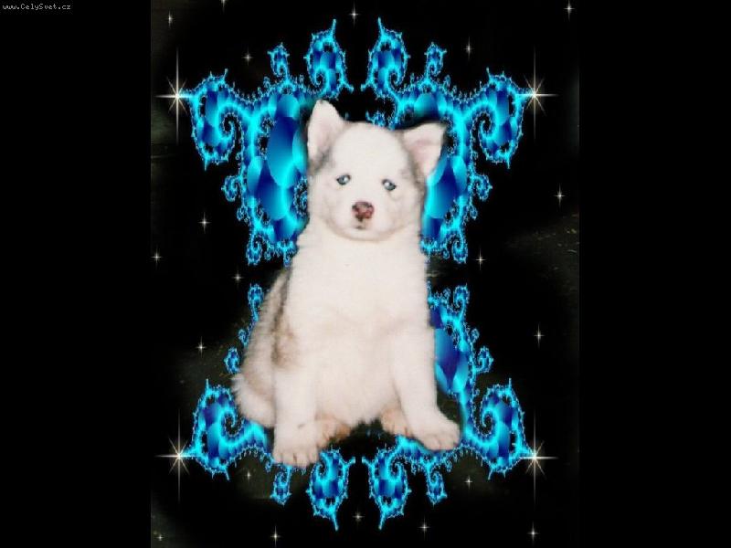 Foto: Akela-Fantasy v nekone�nu