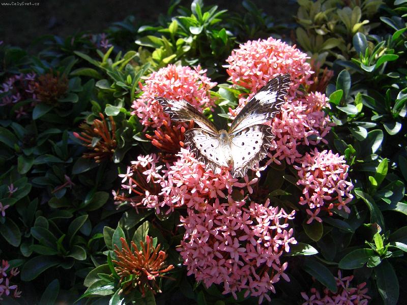 Foto: mot�l s rostlinou-n�hodn� vyfocen� rostlina v Thajsku