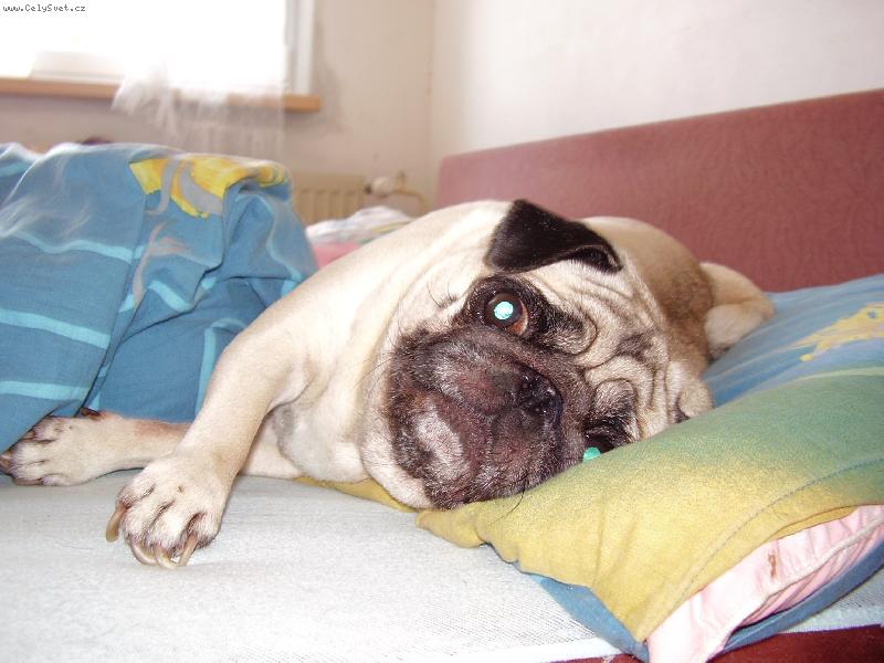 Foto: V pe�in�ch je nejl�p  :)))-...LENTILKA v�!