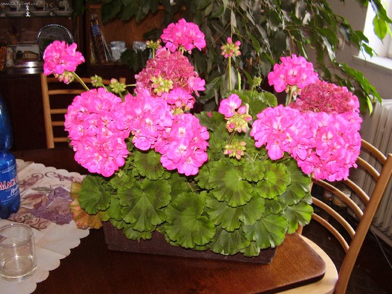 Foto: Rozkvetl� mu�k�t  :))-Mu�k�ty  :))