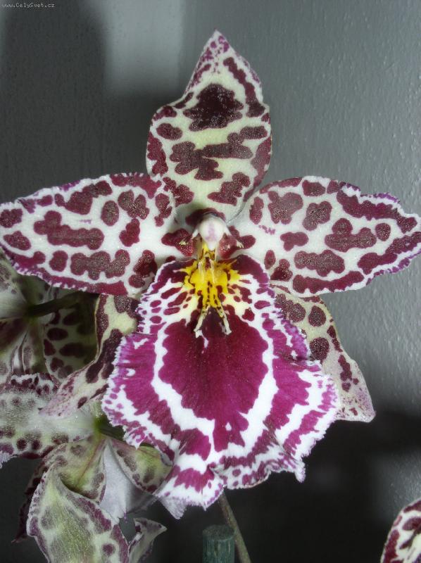 Foto: Orchidej