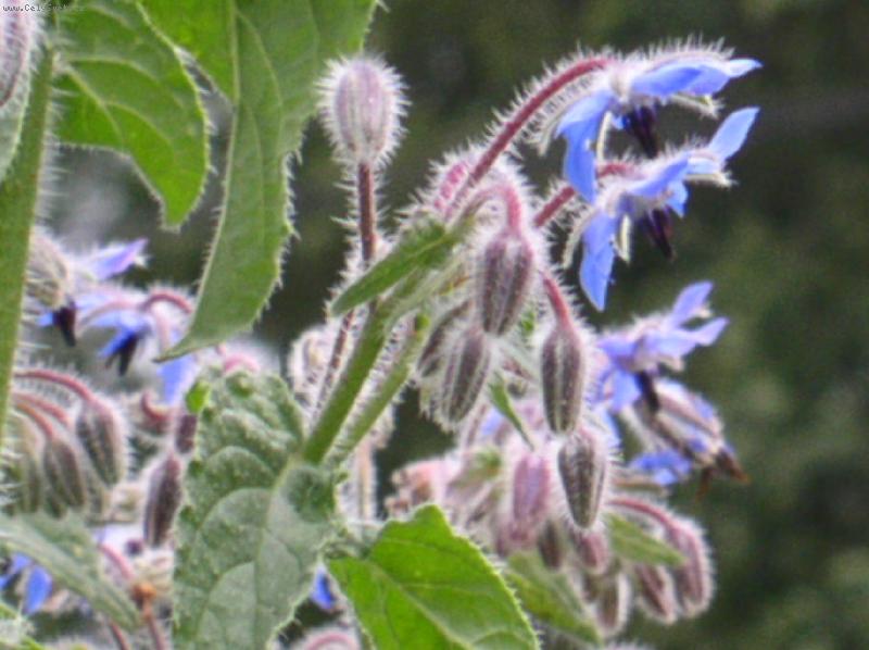 Foto: kv�t brutn�ku