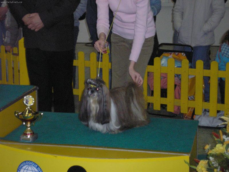 Foto: SHIH-TZU pes-Tak, toto som ja, predstavite� plemena Shih-tzu