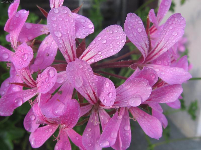 Foto: kit� s rosou