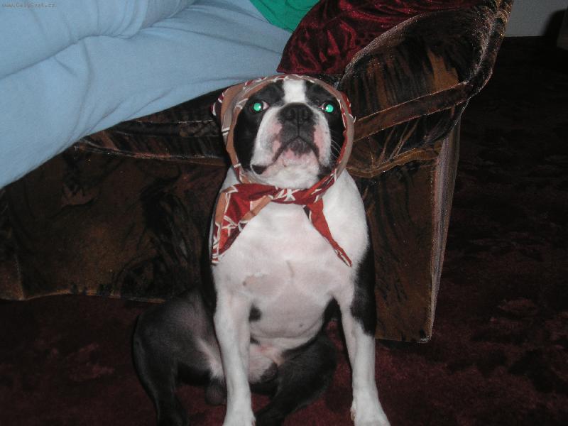 Foto: To je babi�ka nebo pejsek?