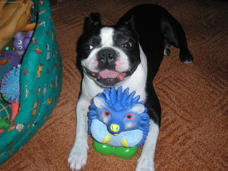 Foto: Moje nejmilej�� hra�ka