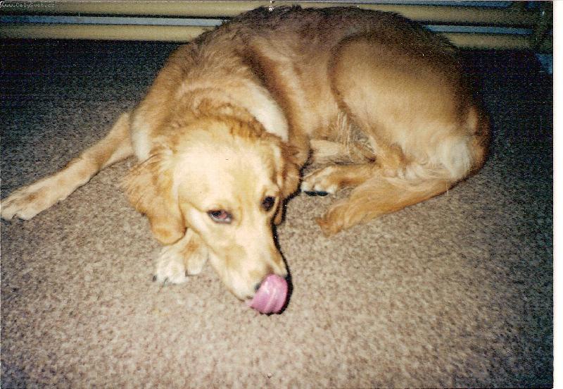 Foto: bifinka milacek kocicka mysacek-jak krasne je se vykoupat a pak si zase hajnout a spinkat