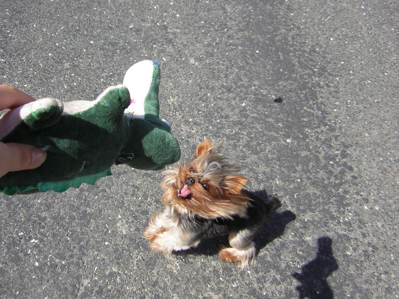 Foto: Hooohou,krokod����l