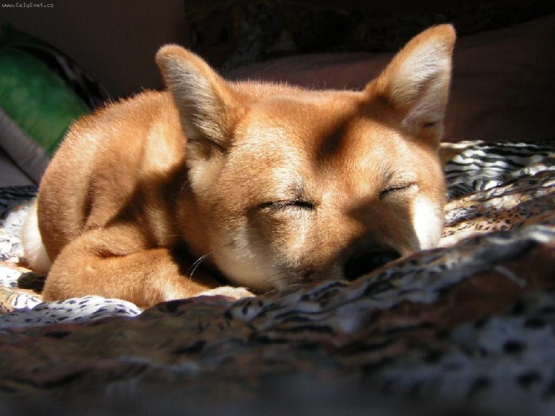 Foto: spinkaj�c� sle�na slun��kov�