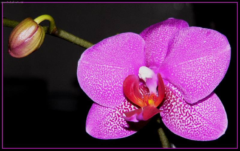 Foto: Bo�sk� orchidej