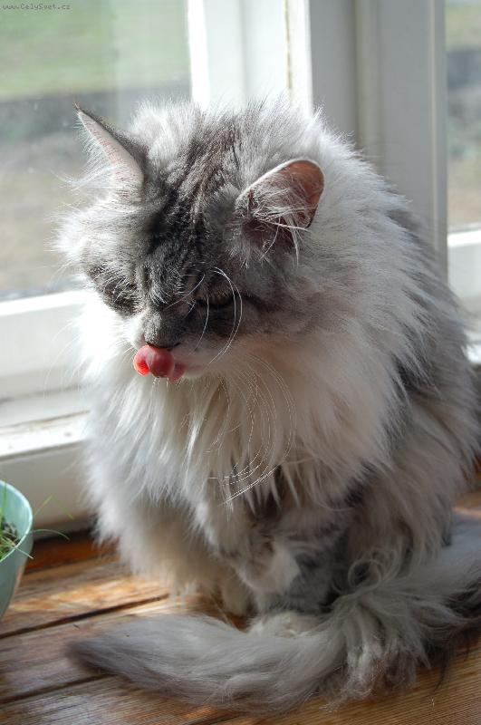 Foto: "M�am"-M�enka dostala kousek buchty, kterou velmi miluje.