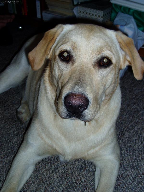 Foto: jako and�lek